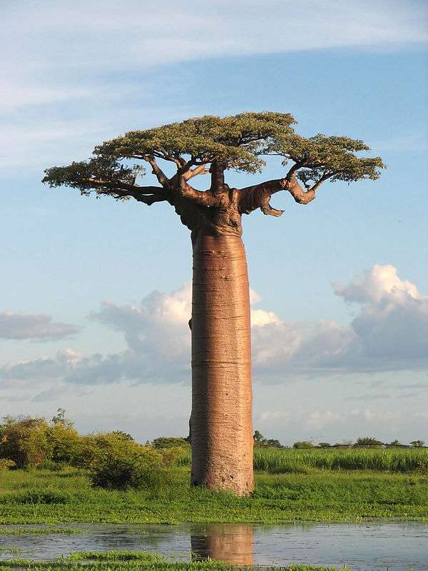 A photo of Madagascar