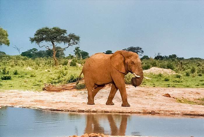 An elephant walking next to a river