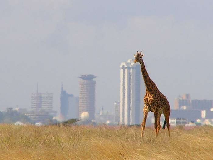 Giraffe in Nairobi