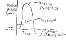 Picture of a action potential that I drew.
