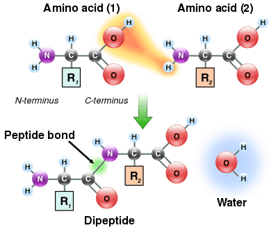 Two amino acids are shown next to each other. One loses a hydrogen and oxygen from its carboxyl group (COOH) and the other loses a hydrogen from its amino group (NH2). This reaction produces a molecule of water (H2O) and two amino acids joined by a peptide bond (-CO-NH-). The two joined amino acids are called a dipeptide.
