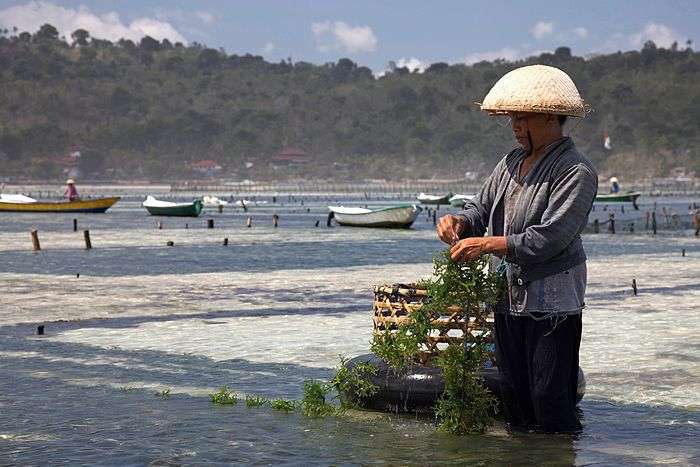 Indonesian man farming seaweed in Bali