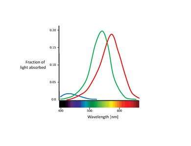 Absorption curves for the different cones. Blue, green, and red represent the absorption of the S (420 nm), M (530 nm), and L (560 nm) cones, respectively.