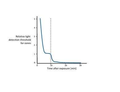 Dark adaptation. During the first 10 minutes (i.e. to the left of the dotted line), sensitivity recovery is done by the cones. After the first 10 minutes (i.e. to the right of the dotted line), rods outperform the cones. Full sensitivity is recovered after approximately 30 minutes.