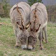 Two woolly donkeys with their heads down