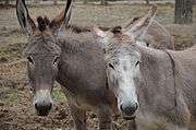 Heads of two donkeys