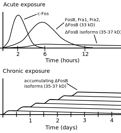 ΔFosB accumulation graph