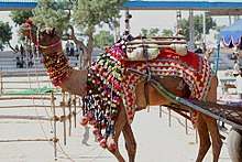 A camel cart