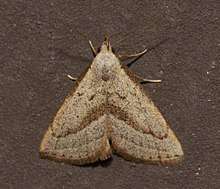 A moth sitting on a surface with four legs visible. It is viewed from above and is shaped like an equilateral triangle. It is light brown with darker brown lines and spots.