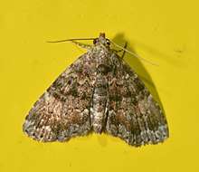 A multi-shaded brown moth with wavy patterns on its wings, black eyes and long antennas.