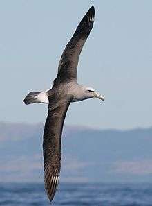 Salvin's albatross in flight