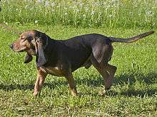 A black and tan, heavily wrinkled hound dog on a leash. The dog has long, pendulous ears and an undocked tail.
