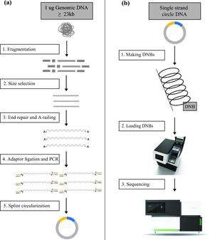 Workflow for DNA nanoball sequencing.