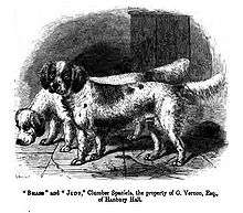 Two spaniel-like dogs drawn in black and white. Text below the image reads - "Brass" and "Judy," Clumber Spaniels, the property of G. Vernon, Esq., of Hanbury Hall