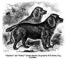 Two dark colored spaniels stand facing to the right