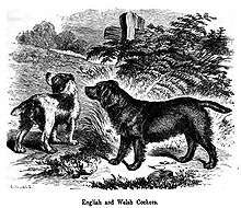 A drawing of two dogs in greyscale, the other is light with dark patches.
