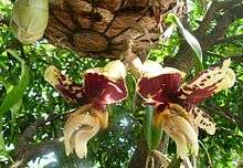 Bottom-flowering orchid s.tigrina