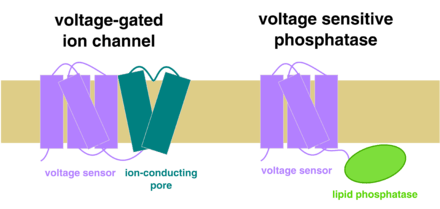 "a cartoon comparison of voltage-gated ion channels and VSPs"
