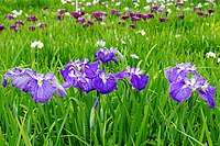 A field of purple, white and blue iris flowers