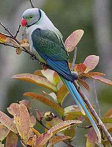 A white parrot with green-blue wings, a long blue tail, and a grey head with red bill