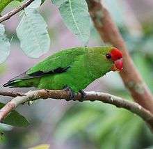Green parrot with red crown and orange beak