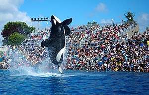 A killer whale with a collapsed dorsal fin breaching out of a pool in front of an audience in stands