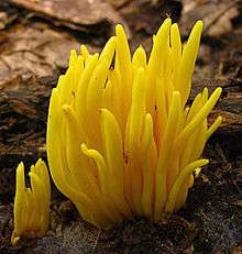 The fruiting body of the fungus is characterized by a cluster of rods spindle-shaped, branched or unbranched, yellow