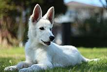 White Shepherd Puppy