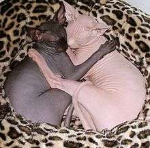 Two Sphynx females sleeping, black and white colors