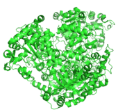 Rendering of Crotonyl CoA Carboxylase/Reductase, an oxidoreductase