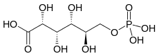 Skeletal formula of 6-phosphogluconic acid