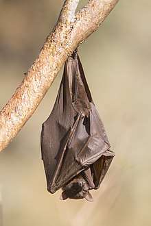 A black bat with brown-pink wings