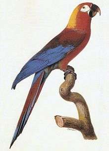 A red parrot with a yellow nape, blue wings, and white eye-patches