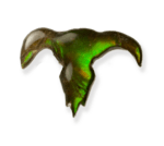 Ammolite buffalo skull symbol of Blood Tribe, Kainah FN