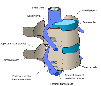 The nerve and bone components of the vertebrae