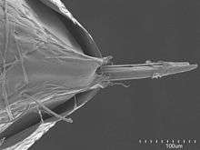 Microscopic image of the stinger of Nothomyrmecia macrops, appearing needle-like