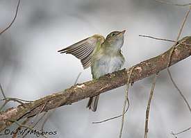 Acadian Flycatcher at Belleplain State Forest in New Jersey, during spring migration 2008.