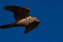 The northern goshawk gliding in search of prey
