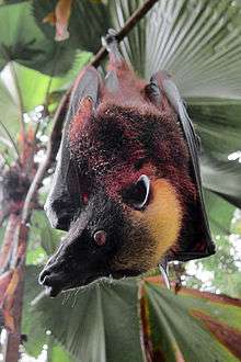A bat with reddish-black fur, a light orange forehead, and a black face and wings