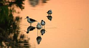 Group of four adult and immature white-headed stilts standing in shallow water reflecting a pink sky