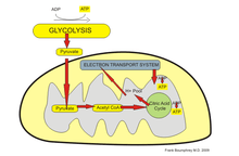 mitochondria metabolism.