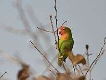 Green parrot with orange chin and face and red forehead