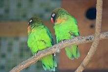 Two bright green parrots with orange chin, black head, and red beak