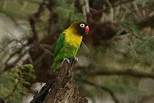 Green parrot with yellow neck, black head, and red beak