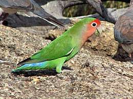 Green parrot with pink face and blue tail tips