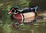A harlequin-patterend duck with a bright red beak swims on calm water