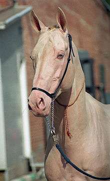 Cremello Akhal-Teke horse with blue eyes, rosy-pink skin, and a cream-colored coat.