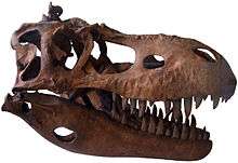 Skull replica of Albertosaurus, on display in the Geological Museum in Copenhagen
