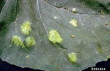 A sunflower leaf with white rust infection caused by Pustula tragopogonis