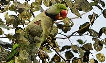 Green parrot with red beak